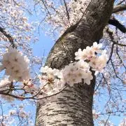 さくらもちの画像