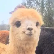 アルパカの画像