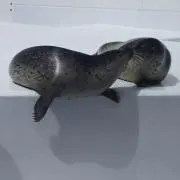 ゆきの画像