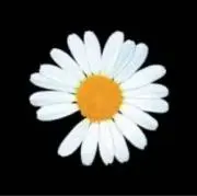 cocoの画像