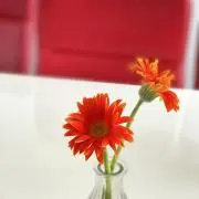 いちきなの画像