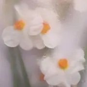 いずみの画像
