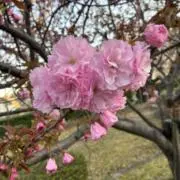 PON（気軽に値下げ依頼どうぞ）の画像