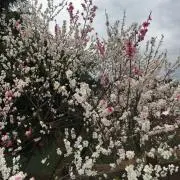 あき