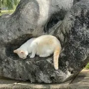 あやの画像