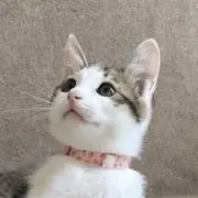 らむの画像