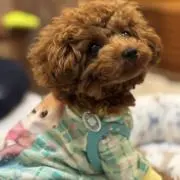 いちじく