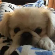 もふたんの画像