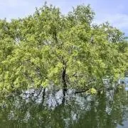 シー