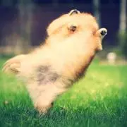 アポロ✱プロフ必読の画像