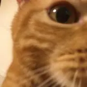 しんまるこ。の画像