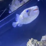 月華の画像