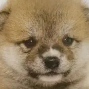 moimoimamaの画像