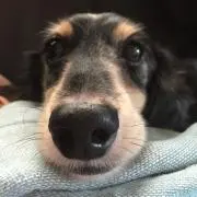 あんずの画像