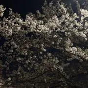よあの画像