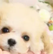 れいにゃんの画像