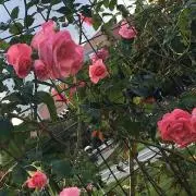 ひまわりの画像