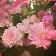 ペリラの画像