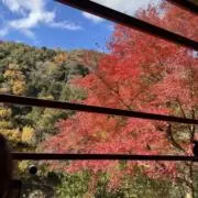 林の画像