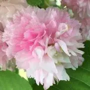 なし★★の画像