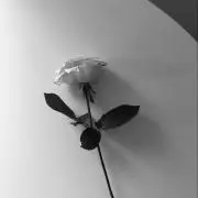 竹
