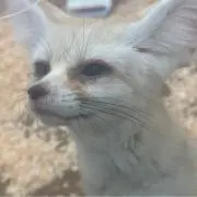 きゅう