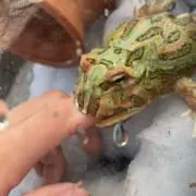 onf