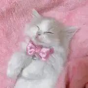 poaの画像