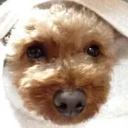 ゴルゴン