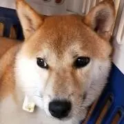 suamaの画像