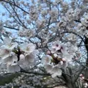 ほしの画像