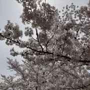 ReNnnnnnnnの画像
