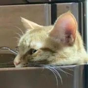 ちくわぶの画像