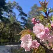 Laylaの画像