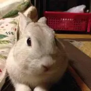 うさ0520