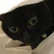 ®️の画像