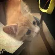 にこ。の画像