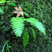きゅーぴーの画像