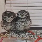 あちゃ