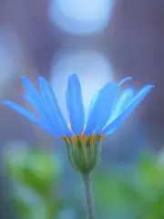 Daisy★フォロー割引はじめましたの画像