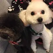 ショコラの画像