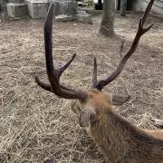 ssskの画像