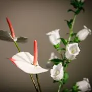 Coma.の画像