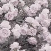 ‪‪❤︎‬
