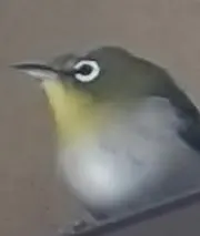 ひねもすの画像