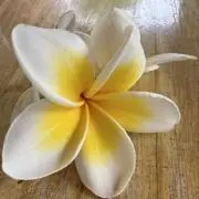 ポンさんの画像