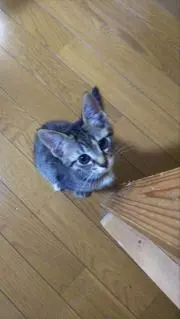 ベジータ