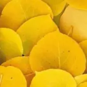 イエロー【100%即決】