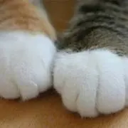 おりーぶ
