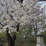 Sakuraの画像